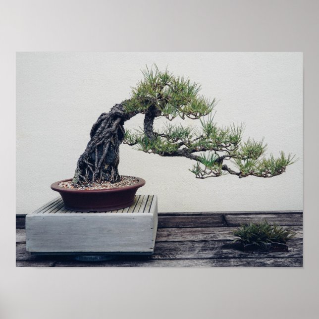 Poster Pine Bonsai (Devant)