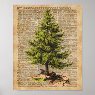 Poster Pine, Cèdre Arbre, Arbre de Noël Arbre Dictionnair