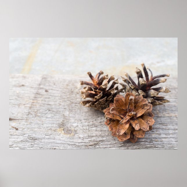 Poster Pine cones (Devant)