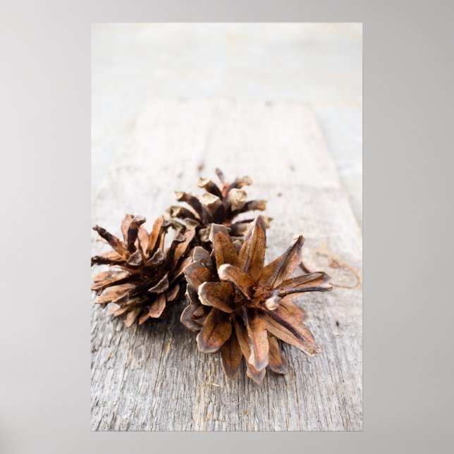 Poster Pine cones (Devant)