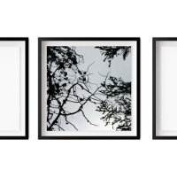 Pine Cônes Branches Silhouette Photographie