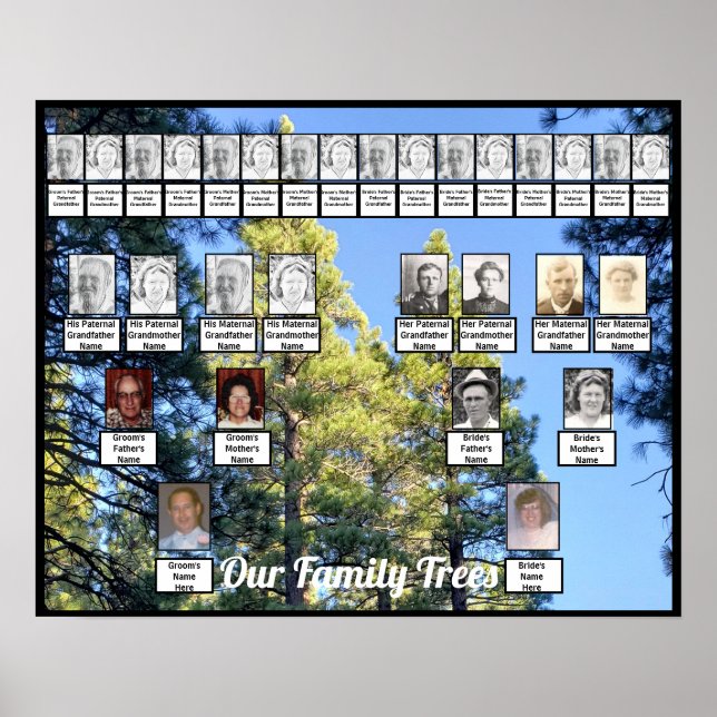 Poster Pine Tree Forest Photo Deux arbres familiaux Poste (Devant)