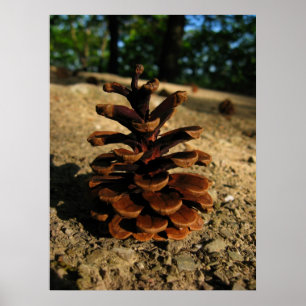 Poster pinécone