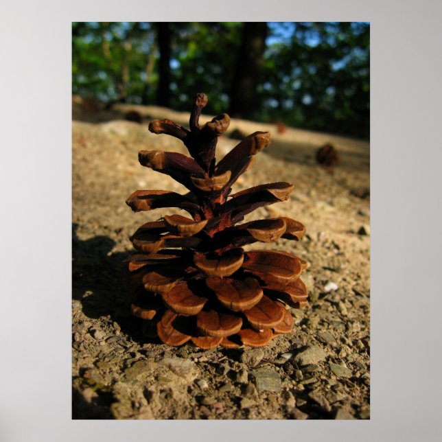 Poster pinécone (Devant)