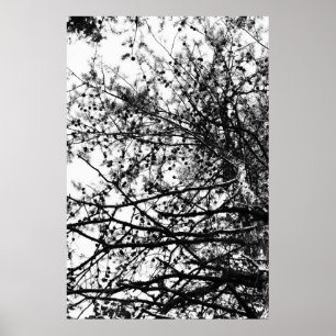 Poster PineCones