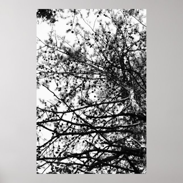 Poster PineCones (Devant)