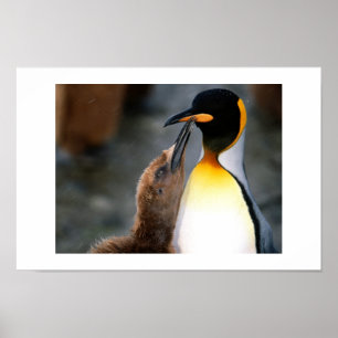 Poster pingouin, beau