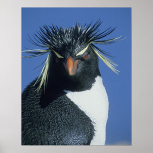 Poster Pingouin de Rockhopper (Eudyptes chrysocome)