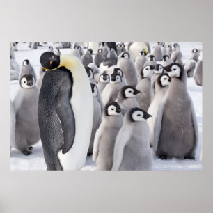 Poster Pingouin d'empereur avec l'affiche de poussins