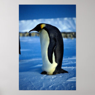 Poster Pingouin empereur au clair de lune