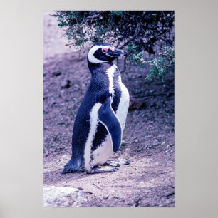 Poster Pingouin magélique dans la péninsule Valdes - Arge