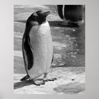 Poster "Pingouin solitaire"