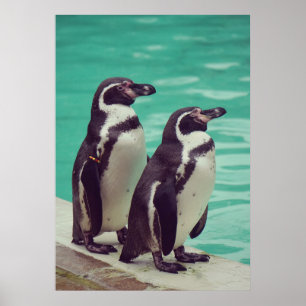 Poster Pingouins