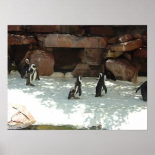 Poster Pingouins