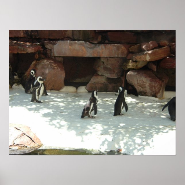 Poster Pingouins (Devant)
