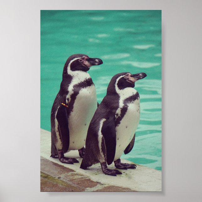 Poster Pingouins (Devant)