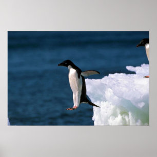 Poster Pingouins d'Adelie sautant d'un iceberg