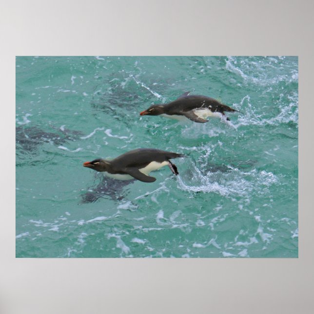 Poster Pingouins de narines Natation (Devant)