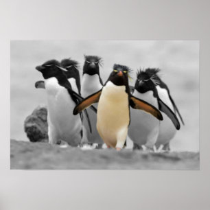 Poster Pingouins de Rockhopper