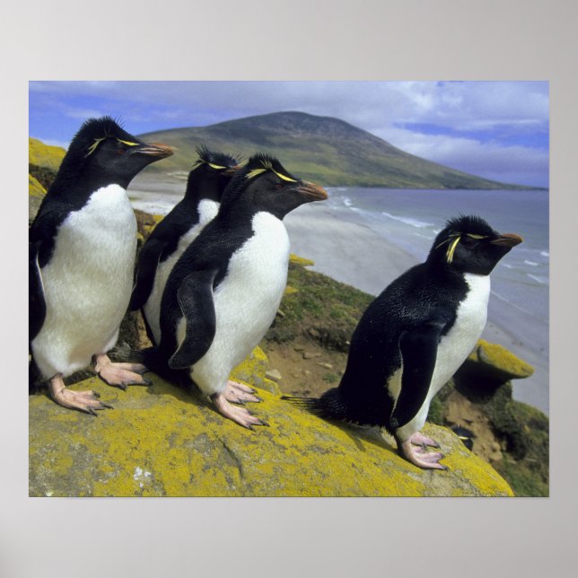 Poster Pingouins de Rockhopper (Eudyptes chrysocome), (Devant)
