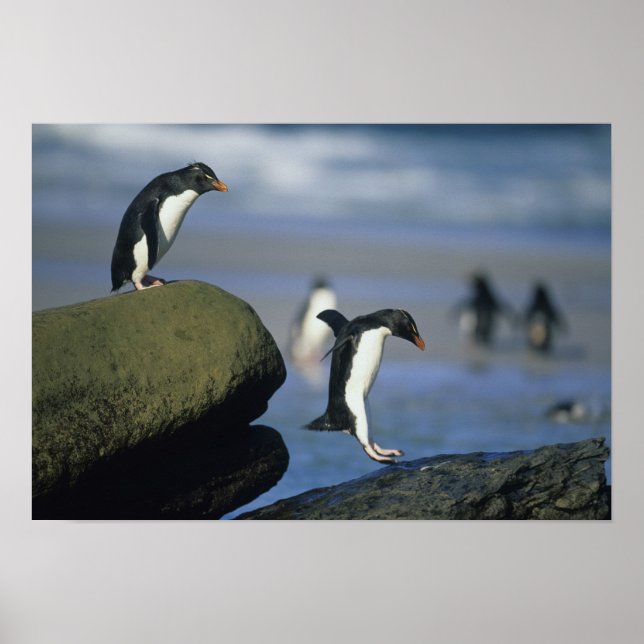Poster Pingouins de Rockhopper, Eudyptes chrysocome), (Devant)