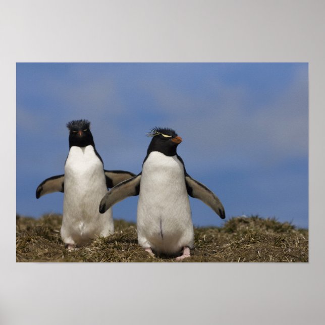 Poster Pingouins de Rockhopper Eudyptes chrysocome (Devant)