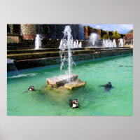 Pingouins Humboldt et fontaines