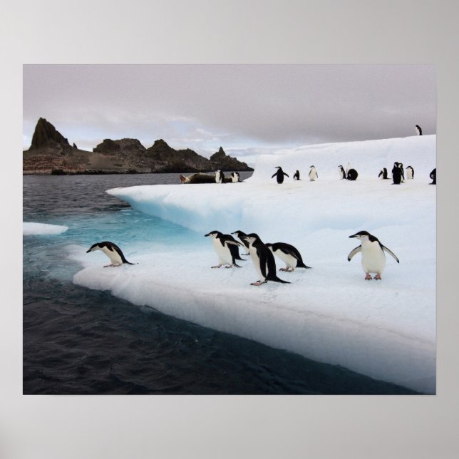Poster pingouins, Pygoscelis antarctica, 2 (Devant)