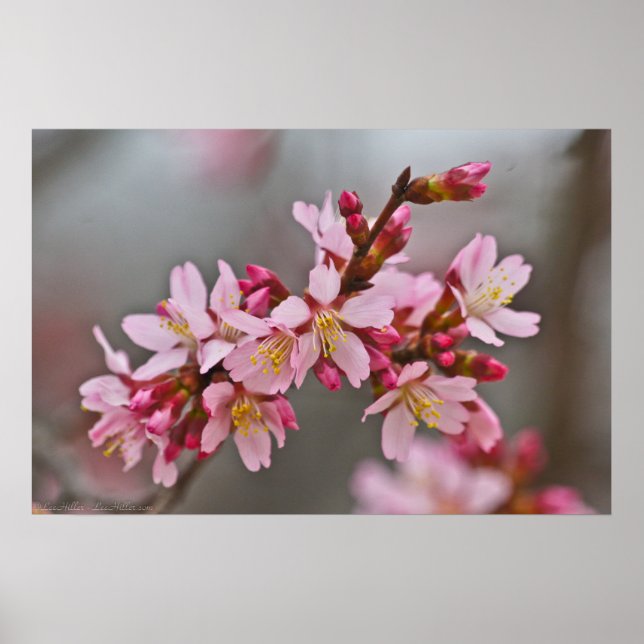 Poster Pink Against A Gray Sky Japanese Cherry Blossoms (Devant)