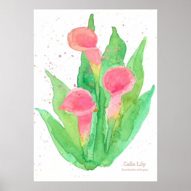 Poster Pink Calla Lily Aquarelle Fleurs Botanique (Devant)