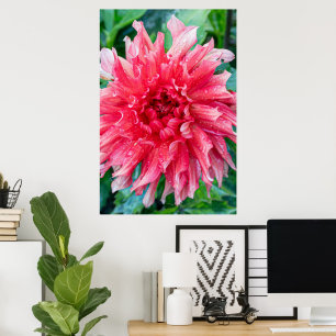 Poster Pink Dahlia Photographie, Beauté canadienne