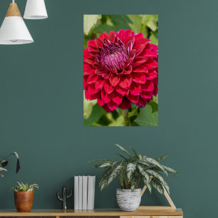 Poster Pink Dahlia Photographie, Fleur canadienne