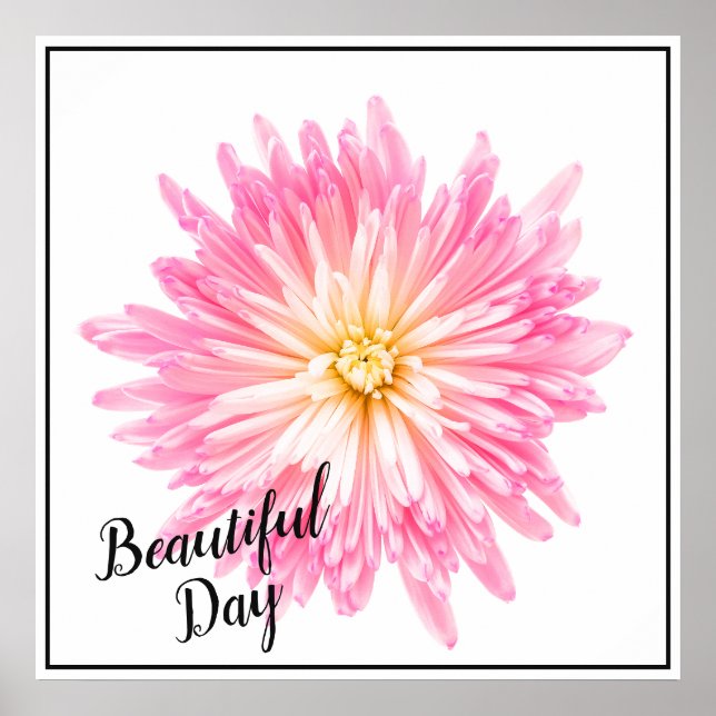 Poster-Pink Dahlia Poster (Vorne)
