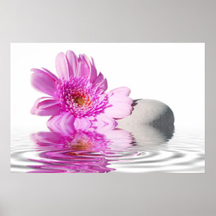 Poster Pink daisie