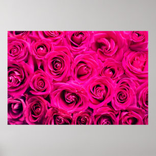 Poster Pink flowers roses background