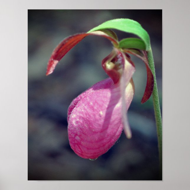 Poster Pink Lady Slipper Orchid Raindrop (Devant)