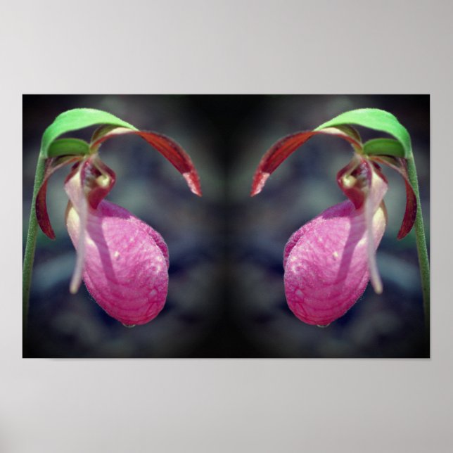 Poster Pink Lady Slipper Orchidée miroir de fleurs Abstra (Devant)