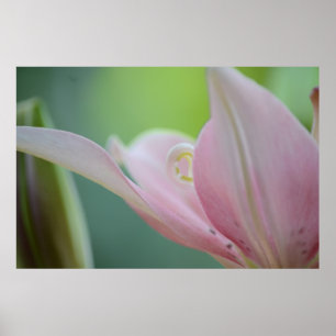 Poster Pink Lily par Shirley Taylor