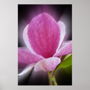 Poster pink magnolia flower