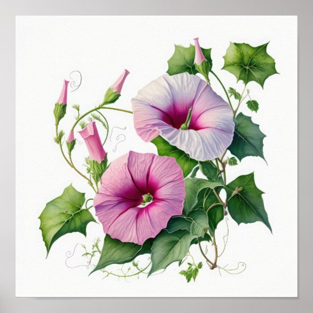 Poster Pink Morning Glory Flowers Art Imprimer l'affiche (Devant)