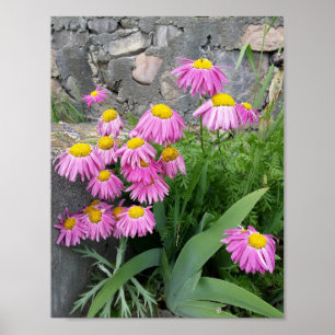 Poster Pink Peint marguerite Fleurs Nature photographie