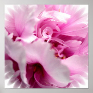 Poster Pink Peony