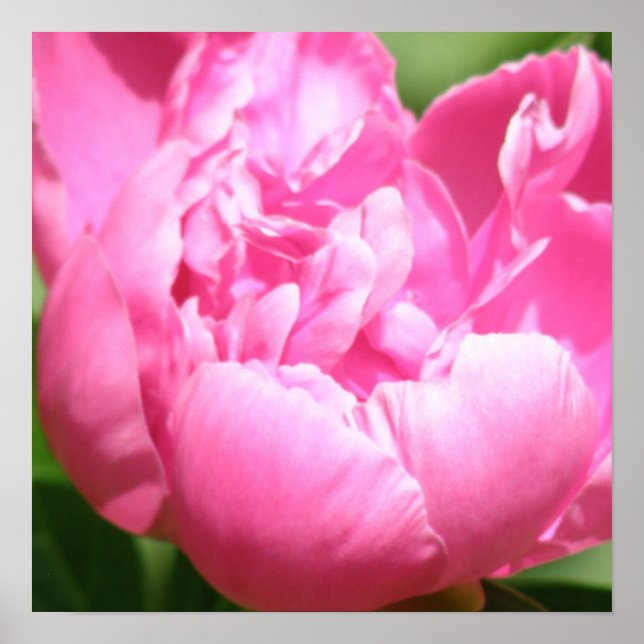 Poster Pink Peony (Devant)