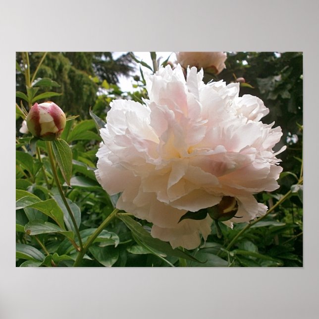 Poster Pink Peony Blossom. (Devant)