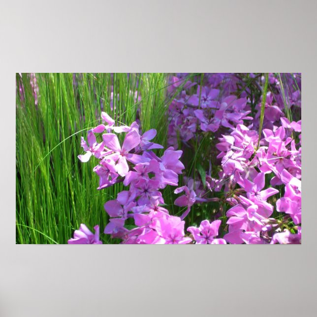 Poster Pink Phlox et Grass été Floral (Devant)