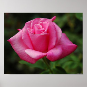 Poster Pink Rose