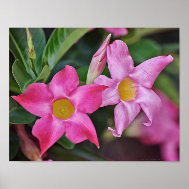 Poster Pink Tropical Flowers Photographie Art Imprimer (Devant)