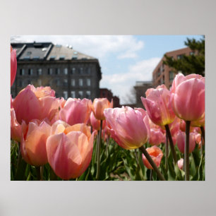 Poster Pink Tulip North End