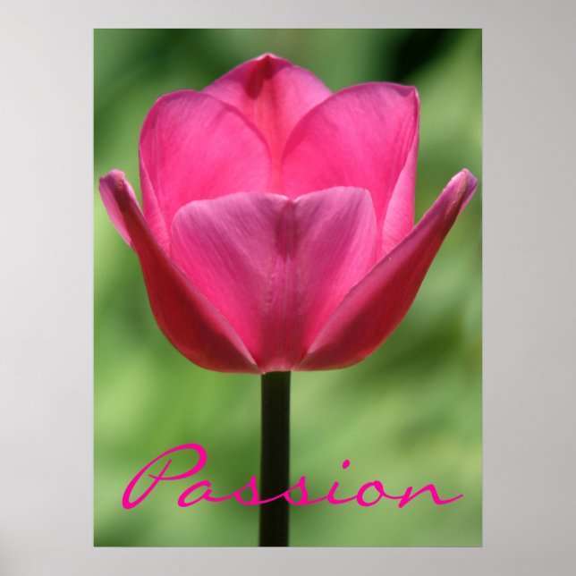 Poster Pink Tulip Passion (Devant)