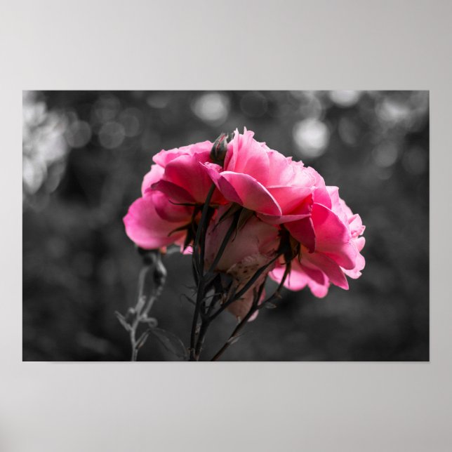 Poster Pinke Rose Eleganz (Vorne)